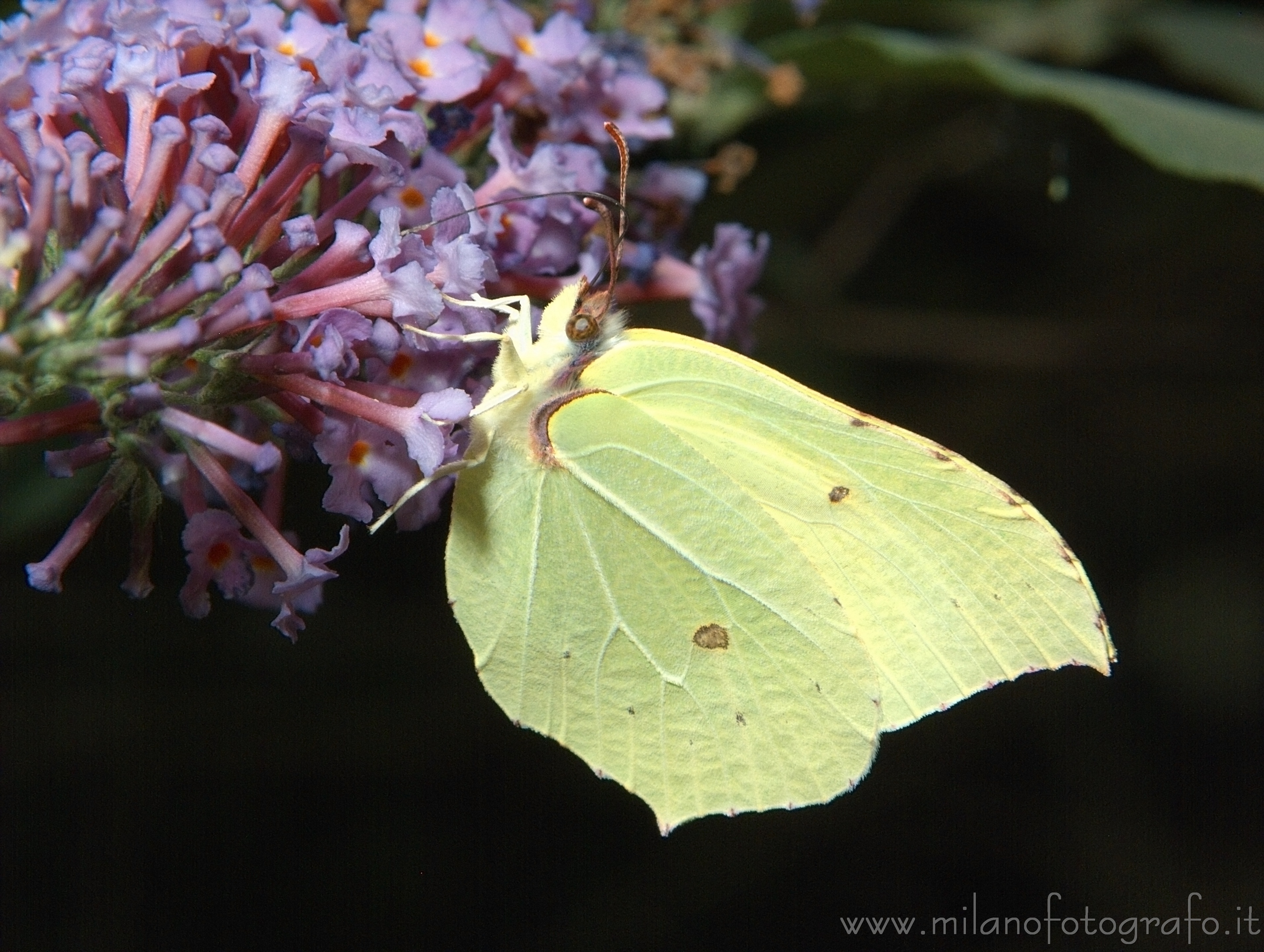 Cadrezzate (Varese, Italy) - Gonepteryx rhamni on Buddleja davidii